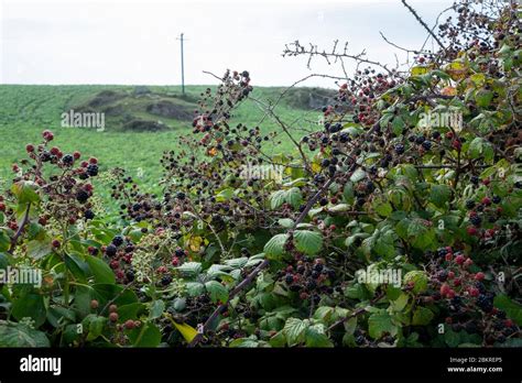 Hedgerow With Brambles Ripening Blackberries Stock Photo Alamy