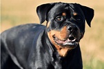 How to Care for Rottweilers in Heat: The Ultimate Guide – The German ...