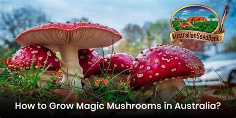 How To Grow Magic Mushrooms In Australia Australian Seed Bank
