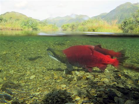 Alaska Magazine Melting Glaciers Create Salmon Habitat