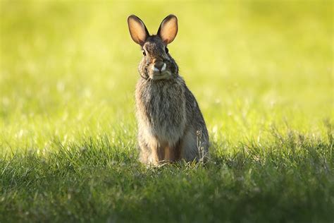 Bunny Rabbit Free Stock Photo Public Domain Pictures