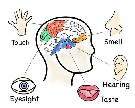 Human Senses Five Infographics Picture Stock Vector Illustration Of