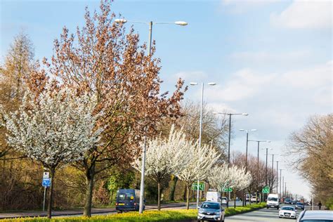 Tens Of Thousands Of City Trees To Be Planted In First Round Of Urban