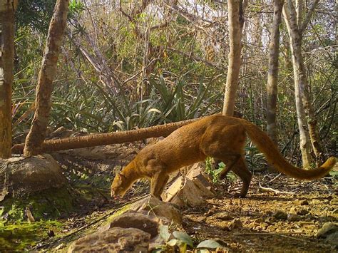 Jaguarundi From Centro 48850 La Huerta Jal México On November 10