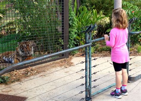 Just Opened Tiger Trail At The San Diego Zoo Safari Park