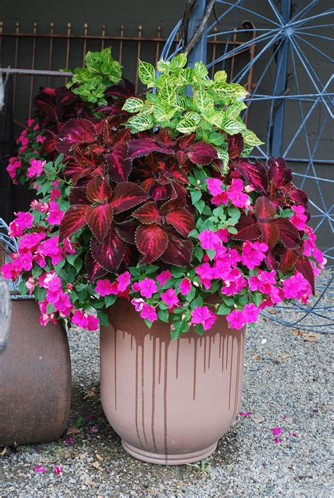 Kingwood Red Coleus And Lipstick Impatiens Container Flowers Flower