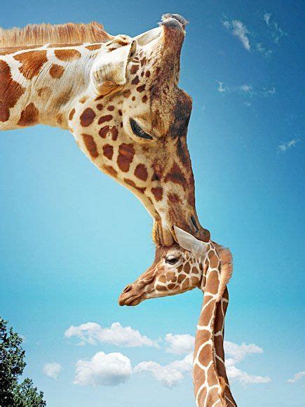 Lose The Facebook Riddle 8 Hilarious Giraffes To Win The Day