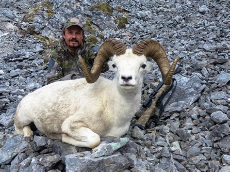 Dall Sheep Hunting Guided Wilderness Hunts Alaska Peninsula — Alaska
