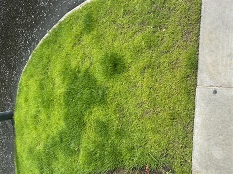 Poor Growth In Newly Down Lawn — Bbc Gardeners World Magazine