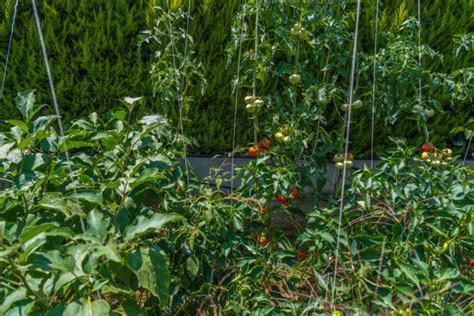 Planting Eggplants And Tomatoes Together Top Tips
