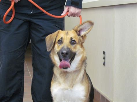 All Dogs - Roscommon County Animal Shelter