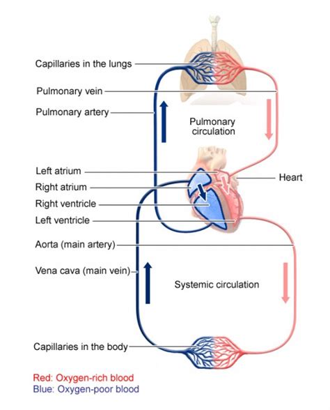 What Is The Path Of Blood Through The Circulatory System