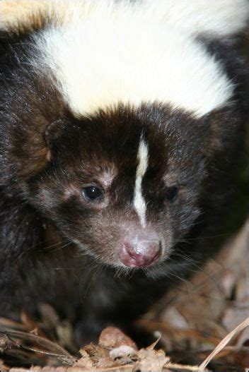 Mephitidae Skunks And Stink Badgers 13 Species Within Order