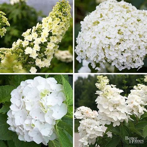 13 Gorgeous White Hydrangeas For Your Garden White Hydrangea