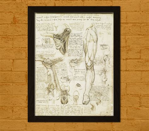 Da Vinci Medical Illustration Th Century Anatomy Poster