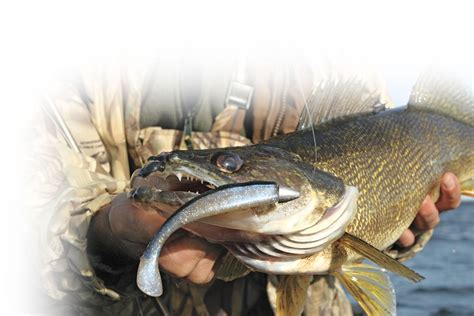 Paddletail Swimbaits are Walleye Candy