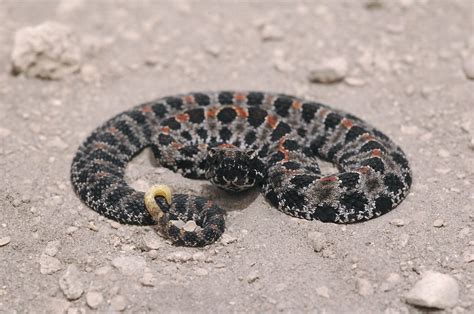 Neonate Dusky Pygmy Rattlesnake 5 Inches Long Osceola Nat Flickr