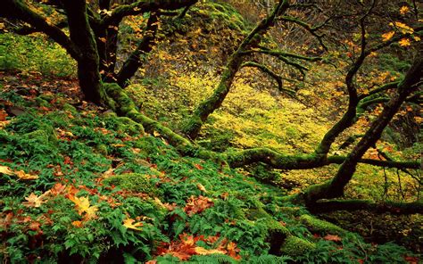 Big Leaf Maple And Ferns In Autumn Columbia River Gorge Oregon