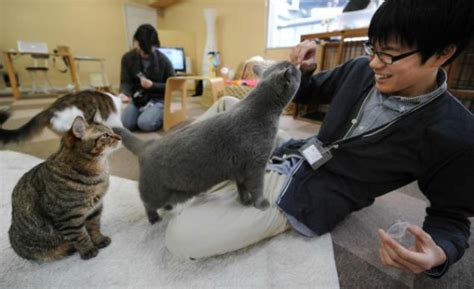 Cat cafes have been booming here in tokyo. Can I Haz Latte? Cat Cafe Lets You Cuddle Cats & Drink ...