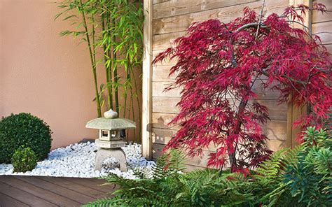 Of course it's important to choose a tree that's going to offer. 10 best trees for small gardens: Beautiful small trees