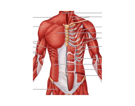 There are 20 muscles separated into two compartments. Anterior Torso