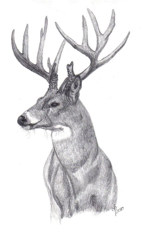 Whitetail Buck By Cbp323 On Deviantart Hunting Drawings Deer Drawing