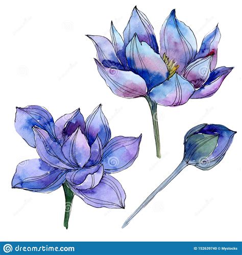 Blue Lotus Floral Botanical Flowers Watercolor Background Illustration
