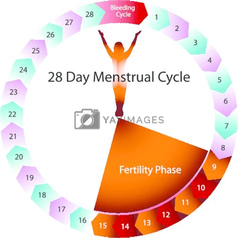 Menstrual Cycle Fertility Chart By Cteconsulting Vectors