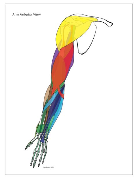 Tutorials and quizzes on muscles that act on the arm/humerus (arm muscles: Simple Anatomy Drawing | Free download on ClipArtMag