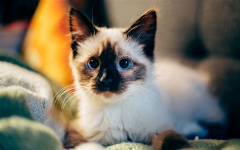 45 Adorable Siamese Cat Wallpapers In 2020 Cat Breeds Cat Pics