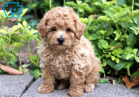 Buckwheat | Bichpoo Puppy For Sale | Keystone Puppies | Puppies, Cute dog beds, Poodle puppies