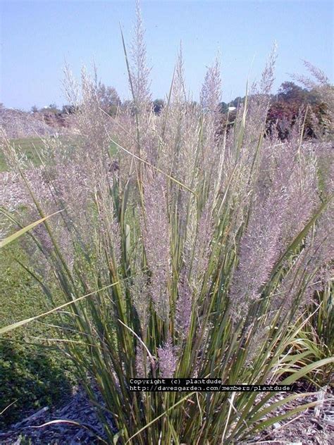 Plantfiles Pictures Calamagrostis Species Diamond Grass Fall