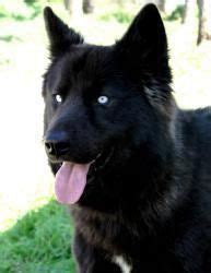 Find local siberian husky puppies for sale and dogs for adoption near you. Image result for solid black husky #siberianhuskyfunny ...