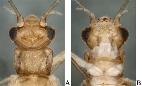 Amphinemura Xiangae Sp Nov Male A Head And Pronotum Dorsal View