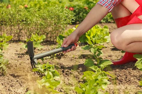 woman with gardening tool working in garden stock image image of woman tool 90840015