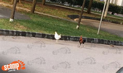 Why Did The Chickens Cross The Road At Strathmore Avenue