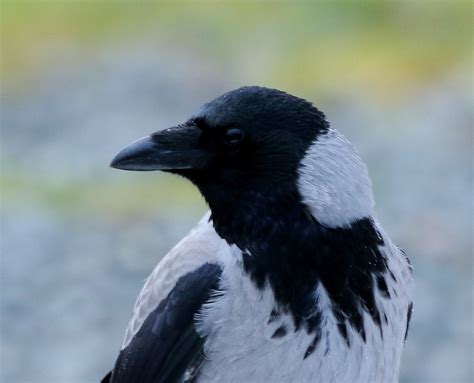 Hooded Crow By Chris Downes Birdguides