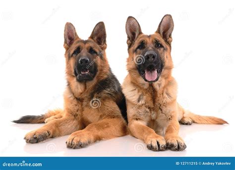 Two German Shepherd Dogs Stock Image Image Of Nature 12711215