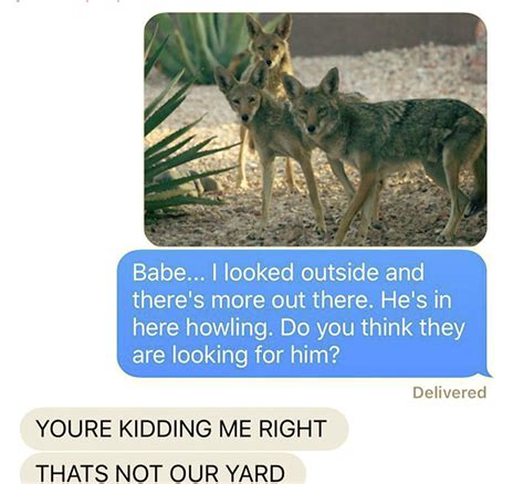 Woman Tells Husband Shes Keeping A Wild Coyote As