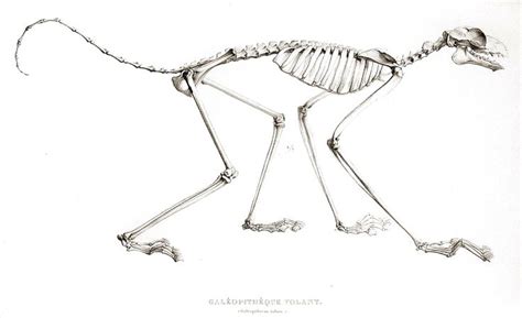 The Skeleton Of A Philippine Flying Lemur The Animal Is Not Actually A