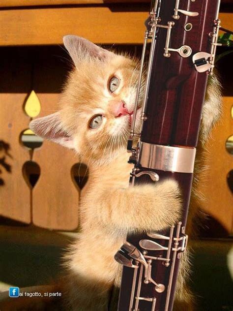 My Bassoon Bassoon Animals Beautiful Music Pictures
