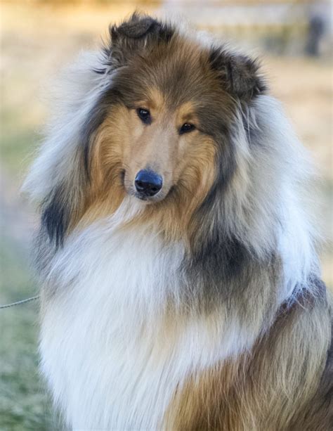 12 Best Big Fluffy Dog Breeds For Your Next Furbaby Fluffiest Large
