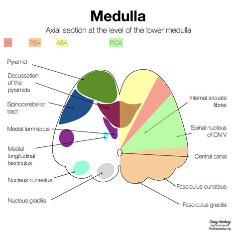 Brainstem Arterial Territories Diagrams Image