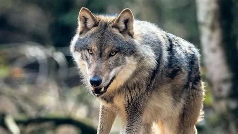 Reiterin aus Groß Ippener besorgt: „Fühlte mich von Wölfen gejagt“