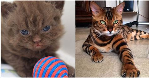 Here Are Eight Unique Cat Breeds That You Will Fall In Love With Immediately