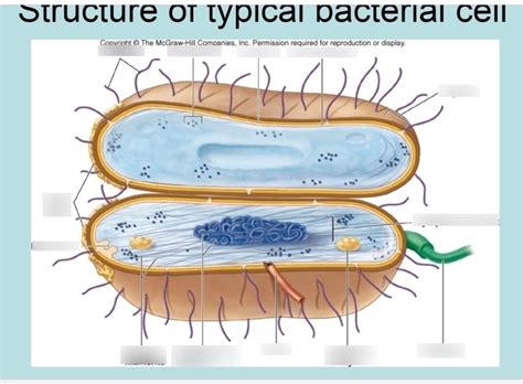 Structure Of A Bacterial Cell Diagram Quizlet