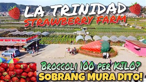 Wow La Trinidad Strawberry Farm Fresh At Murang Gulay Baguio Benguet Travel Vlog Youtube