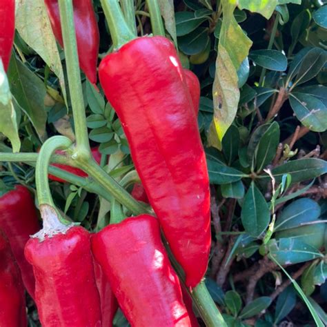 Sandia Select Chile Pepper Live Plant Tyler Farms