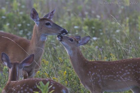 Country Captures Whitetails Just Being Whitetails