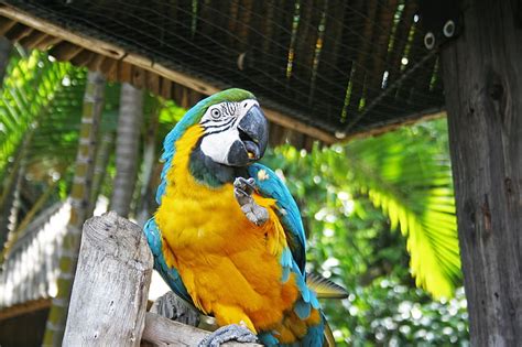 Image Tag Macaw Image Quantity 191 Tag Hippopx